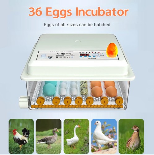 Inkubator vollautomatische - inkubator,