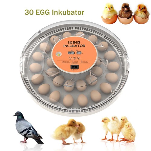 Inkubator brutautomat eier - inkubator,