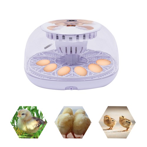 Eier inkubator - eier,